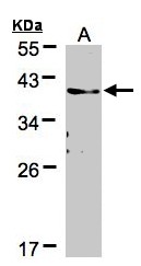 Sample (30 ug of whole cell lysate). A: A431. 12% SDS PAGE. HSPC001 / TMEM59 antibody diluted at 1:500