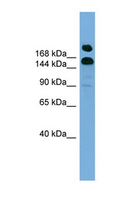 UGGT1 / UGCGL1 antibody LS-C116375 Western blot of HepG2 cell lysate.