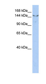 UGGT2 / UGCGL2 antibody LS-C111200 Western blot of HepG2 cell lysate.