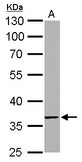 TMEM59 antibody detects TMEM59 protein by Western blot analysis. A. 50 ug rat kidney lysate/extract. 10 % SDS-PAGE. TMEM59 antibody dilution:1:1000