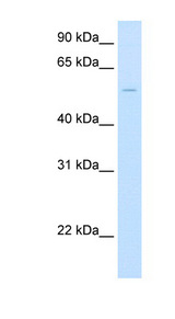 UGT1A1 antibody LS-C40468 Western blot of Fetal Liver lysate.