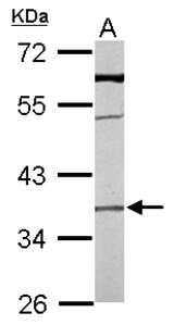 Sample (50 ug of whole cell lysate). A: mouse liver. 10% SDS PAGE. HSPC001 / TMEM59 antibody diluted at 1:1000.