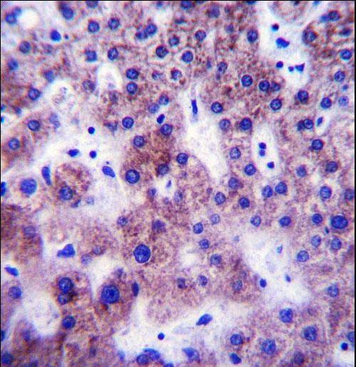 UGT1A1 Antibody immunohistochemistry of formalin-fixed and paraffin-embedded human liver tissue followed by peroxidase-conjugated secondary antibody and DAB staining.
