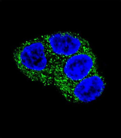 Confocal immunofluorescent of UGT1A1 Antibody with HepG2 cell followed by Alexa Fluor 488-conjugated goat anti-rabbit lgG (green). DAPI was used to stain the cell nuclear (blue).