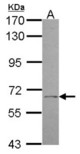 Sample (30 ug of whole cell lysate). A: H1299. 7.5% SDS PAGE. UGT1A9 antibody. UGT1A9 antibody diluted at 1:1000.