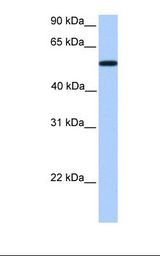 NTERA2 cell lysate. Antibody concentration: 1.0 ug/ml. Gel concentration: 12%.