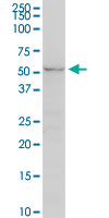 UGT2B7 monoclonal antibody (M02), clone 8D12. Western Blot analysis of UGT2B7 expression in PC-12.