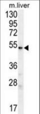 UGT3A2 Antibody western blot of mouse liver tissue lysates (35 ug/lane). The UGT3A2 antibody detected the UGT3A2 protein (arrow).