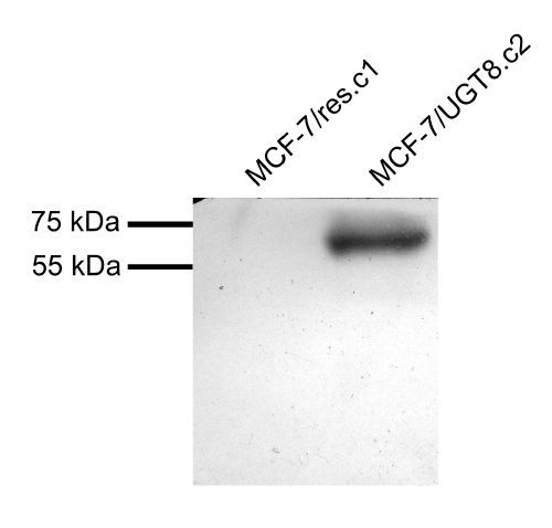 UGT8 antibody MCF7 overexpressing Human UGT8 and probed with (mock transfection in first lane). Primary incubation (1 ug/ml) was overnight at 4C. Data provided by Tomasz Owczarek, Wroclaw University, Poland. Detected by chemiluminescence.