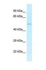 UHMK1 / KIST antibody LS-C145597 Western blot of Mouse Heart lysate. Antibody concentration 1 ug/ml.