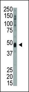 Western blot of anti-KIS antibody in mouse heart tissue lysate. KIS (arrow) was detected using purified antibody. Secondary HRP-anti-rabbit was used for signal visualization with chemiluminescence.