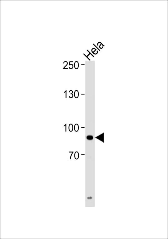 UHRF1 Antibody western blot of HeLa cell line lysates (35 ug/lane). The UHRF1 antibody detected the UHRF1 protein (arrow).