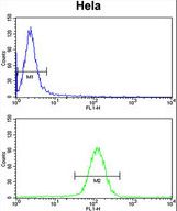 UHRF1 Antibody flow cytometry of HeLa cells (bottom histogram) compared to a negative control cell (top histogram). FITC-conjugated goat-anti-rabbit secondary antibodies were used for the analysis.