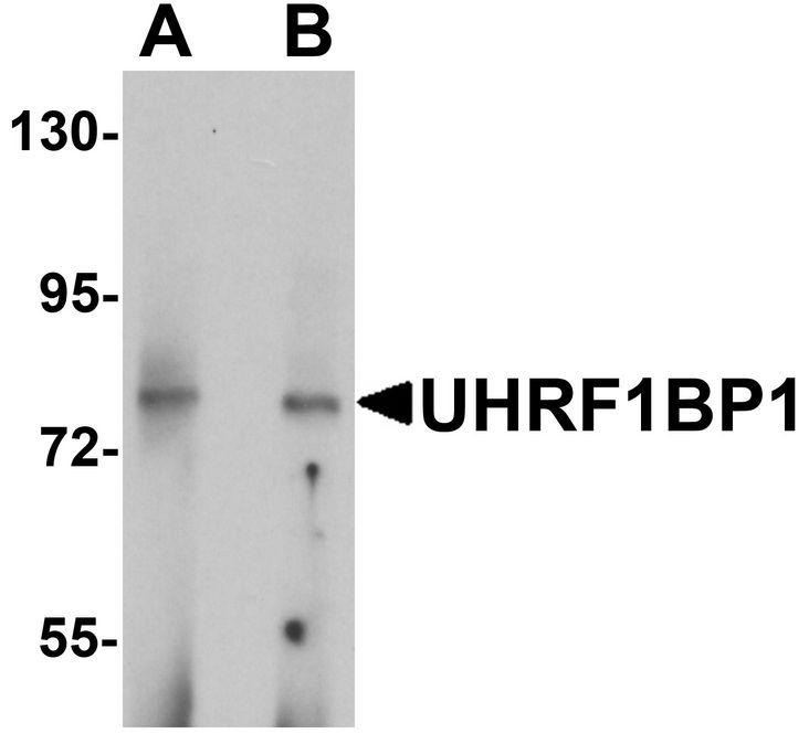 Western blot analysis of UHRF1BP1 in mouse kidney tissue lysate with UHRF1BP1 antibody at (A) 1 and (B) 2 ug/ml.
