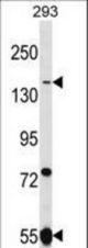 UHRF1BP1L Antibody western blot of 293 cell line lysates (35 ug/lane). The UHRF1BP1L antibody detected the UHRF1BP1L protein (arrow).