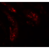 Immunofluorescence of UHRF1BP1L in human kidney tissue with UHRF1BP1L antibody at 20 µg/mL.