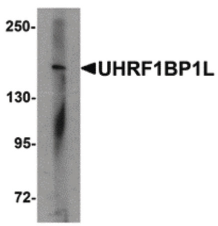 Western blot of UHRF1BP1L in mouse brain tissue lysate with UHRF1BP1L antibody at 1 ug/ml