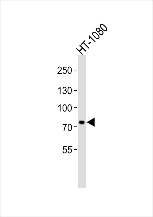 Western blot of lysate from HT-1080 cell line with UIMC1 Antibody. Antibody was diluted at 1:1000. A goat anti-rabbit IgG H&L (HRP) at 1:5000 dilution was used as the secondary antibody. Lysate at 35 ug.