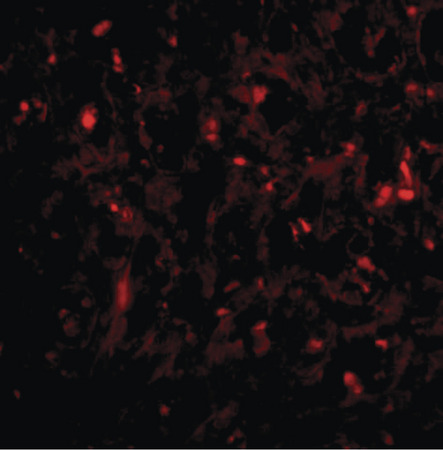Immunofluorescence of RAP80 in human spleen tissue with RAP80 antibody at 20 ug/ml.