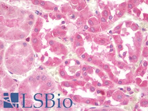 Anti-ULK1 antibody IHC staining of human kidney. Immunohistochemistry of formalin-fixed, paraffin-embedded tissue after heat-induced antigen retrieval. Antibody LS-B10104 concentration 10 ug/ml.