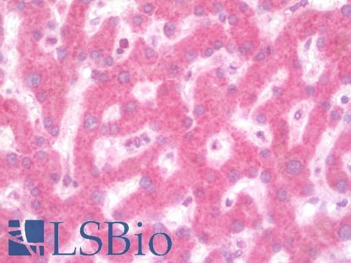 Anti-ULK1 antibody IHC staining of human liver. Immunohistochemistry of formalin-fixed, paraffin-embedded tissue after heat-induced antigen retrieval.
