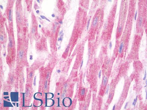 Anti-ULK2 antibody IHC staining of human heart. Immunohistochemistry of formalin-fixed, paraffin-embedded tissue after heat-induced antigen retrieval. Antibody LS-B10105 concentration 10 ug/ml.
