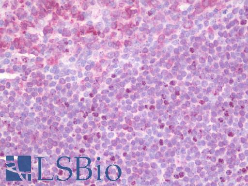 Anti-ULK2 antibody IHC staining of human tonsil. Immunohistochemistry of formalin-fixed, paraffin-embedded tissue after heat-induced antigen retrieval.