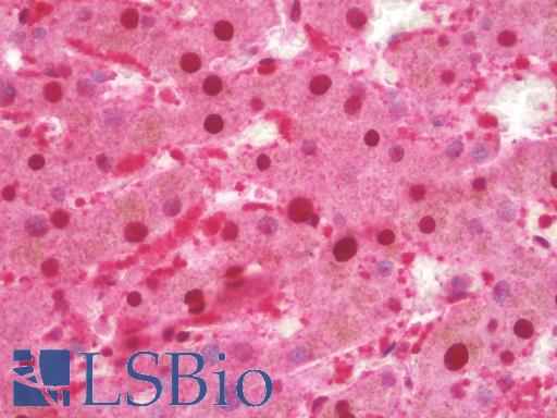 Anti-ULK3 antibody IHC staining of human liver. Immunohistochemistry of formalin-fixed, paraffin-embedded tissue after heat-induced antigen retrieval. Antibody LS-B10169 concentration 10 ug/ml.