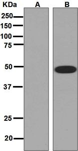 Western blot analysis on (A) 293T and (B) ULK3 transfected 293T lysate using anti-ULK3 antibody.
