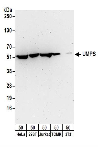 Detection of Human and Mouse UMPS by Western Blot. Samples: Whole cell lysate (50 ug) from HeLa, 293T, Jurkat, mouse TCMK-1, and mouse NIH3T3 cells. Antibodies: Affinity purified rabbit anti-UMPS antibody used for WB at 0.4 ug/ml. Detection: Chemiluminescence with an exposure time of 3 minutes.