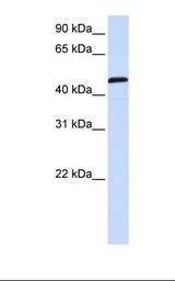 721_B cell lysate. Antibody concentration: 1.0 ug/ml. Gel concentration: 12%.