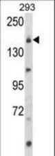 Western blot of UNC13B Antibody in 293 cell line lysates (35 ug/lane). UNC13B (arrow) was detected using the purified antibody.