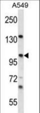 UNC45A Antibody western blot of A549 cell line lysates (35 ug/lane). The UNC45A antibody detected the UNC45A protein (arrow).