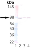 Western blot of UNC45: Lane 1: MW marker, Lane 2: HeLa, Lane 3: 3T3, Lane 4: PC-12.
