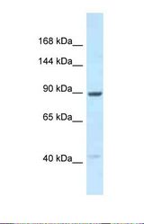 Western blot of Human 721_B . UNC45B antibody dilution 1.0 ug/ml.