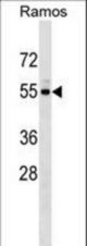 UNC5CL Antibody western blot of Ramos cell line lysates (35 ug/lane). The UNC5CL antibody detected the UNC5CL protein (arrow).