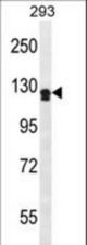 UNC5D Antibody western blot of 293 cell line lysates (35 ug/lane). The UNC5D antibody detected the UNC5D protein (arrow).