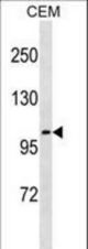 UNC5C Antibody western blot of CEM cell line lysates (35 ug/lane). The UNC5C antibody detected the UNC5C protein (arrow).