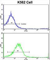 Flow cytometric of K562 cells using UNC5C Antibody (bottom histogram) compared to a negative control cell (top histogram). FITC-conjugated goat-anti-rabbit secondary antibodies were used for the analysis.