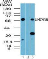 Western blot of UNC93B in human spleen lysate in the 1) absence and 2) presence of immunizing peptide, and 3) mouse spleen lysate, using antibody at 4 ug/ml.