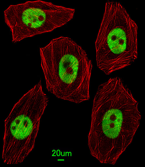 Immunofluorescent of U251 cells, using UNCX Antibody. Antibody was diluted at 1:25 dilution. Alexa Fluor 488-conjugated goat anti-rabbit lgG at 1:400 dilution was used as the secondary antibody (green). Cytoplasmic actin was counterstained with Dylight Fluor 554 (red) conjugated Phalloidin (red).