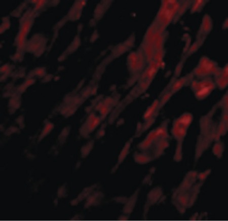 Immunofluorescence of UNG1 in Human Heart cells with UNG1 antibody at 20 ug/ml.
