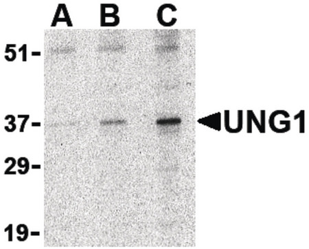 Western blot of UNG1 in C2C12 cell lysate with UNG1 antibody at (A) 0.5, (B) 1 and (C) 2 ug/ml.