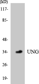 Western blot of the lysates from HepG2 cells using UNG antibody.