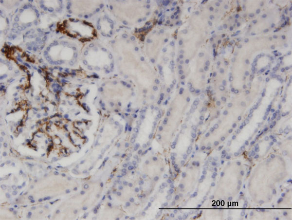 Immunoperoxidase of monoclonal antibody to UPP1 on formalin-fixed paraffin-embedded human kidney. [antibody concentration 3 ug/ml]