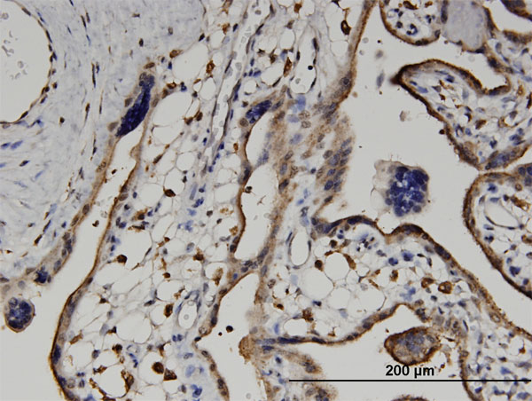 Immunoperoxidase of monoclonal antibody to UPB1 on formalin-fixed paraffin-embedded human placenta. [antibody concentration 3 ug/ml]