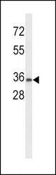 Western blot of UPK1A Antibody in K562 cell line lysates (35 ug/lane). UPK1A (arrow) was detected using the purified antibody.