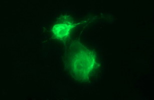 Anti-UPRT mouse monoclonal antibody immunofluorescent staining of COS7 cells transiently transfected by pCMV6-ENTRY UPRT.