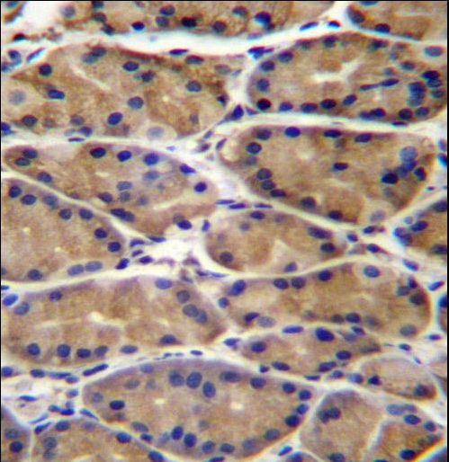 UPRT Antibody immunohistochemistry of formalin-fixed and paraffin-embedded human stomach tissue followed by peroxidase-conjugated secondary antibody and DAB staining.