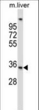 UPRT Antibody western blot of mouse liver tissue lysates (35 ug/lane). The UPRT antibody detected the UPRT protein (arrow).